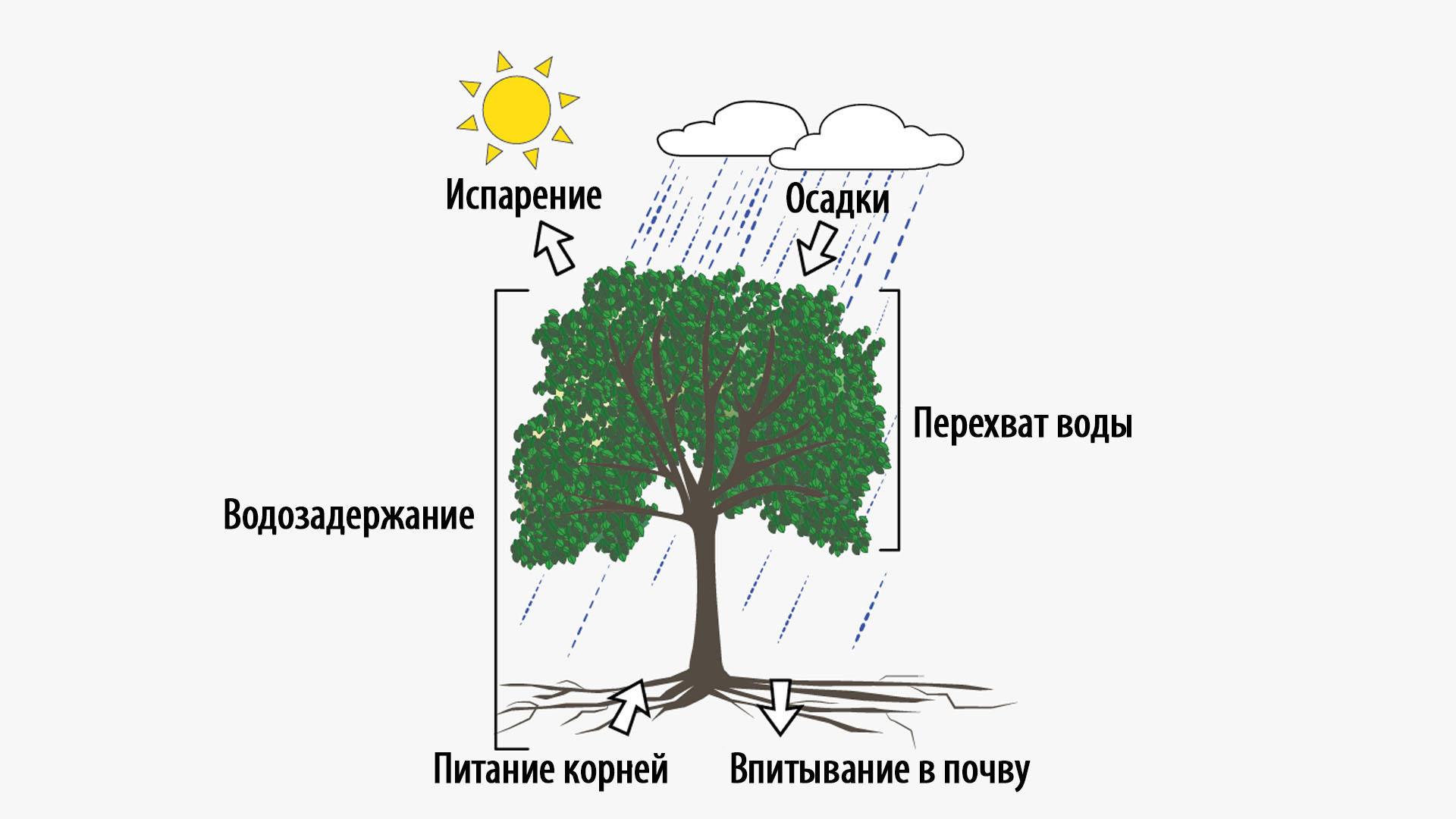 Екатеринбург — город исчезающих уличных деревьев — Живые улицы